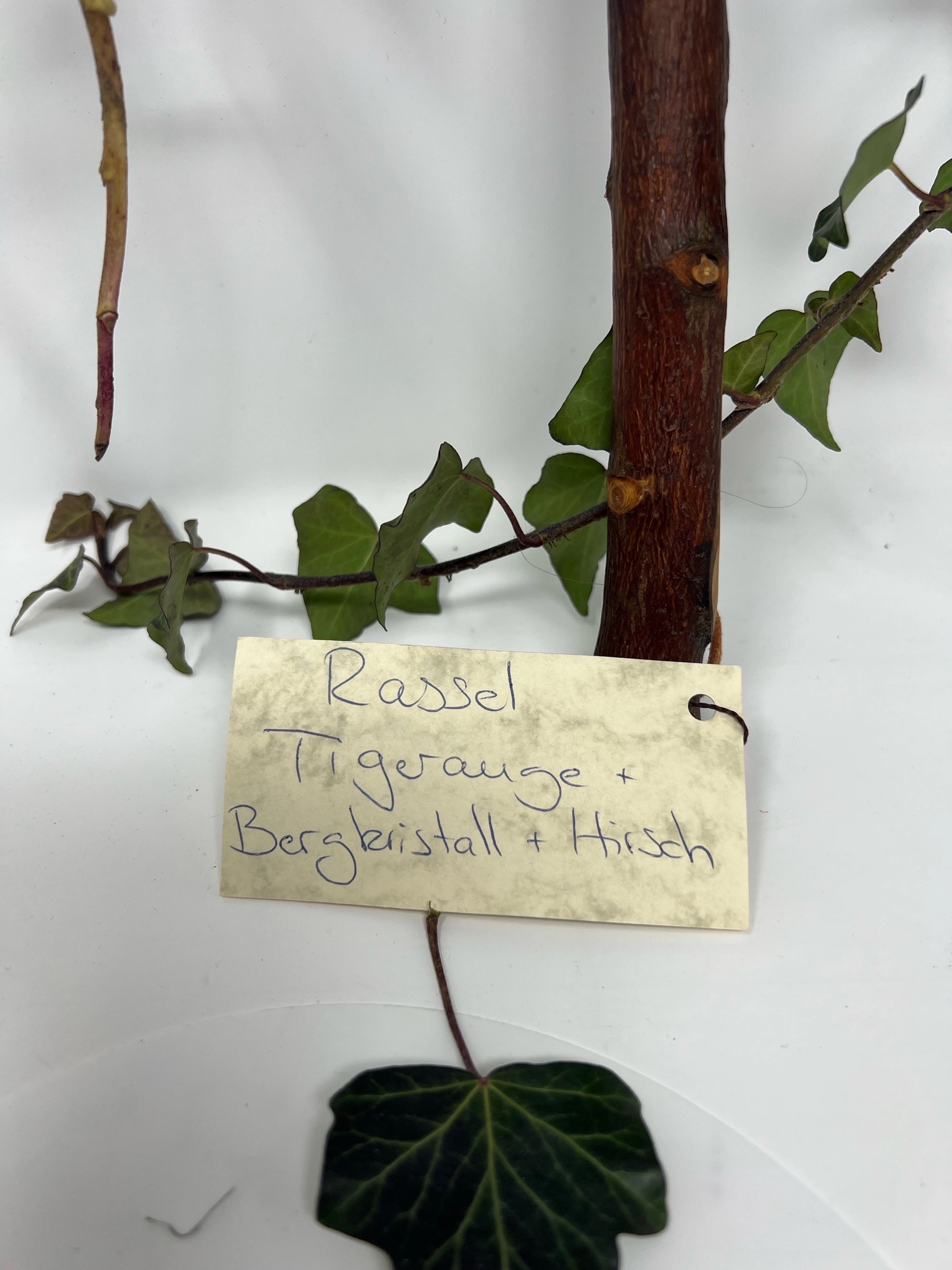 Ritualrassel Tiegerauge & Bergkristall – Bild 3