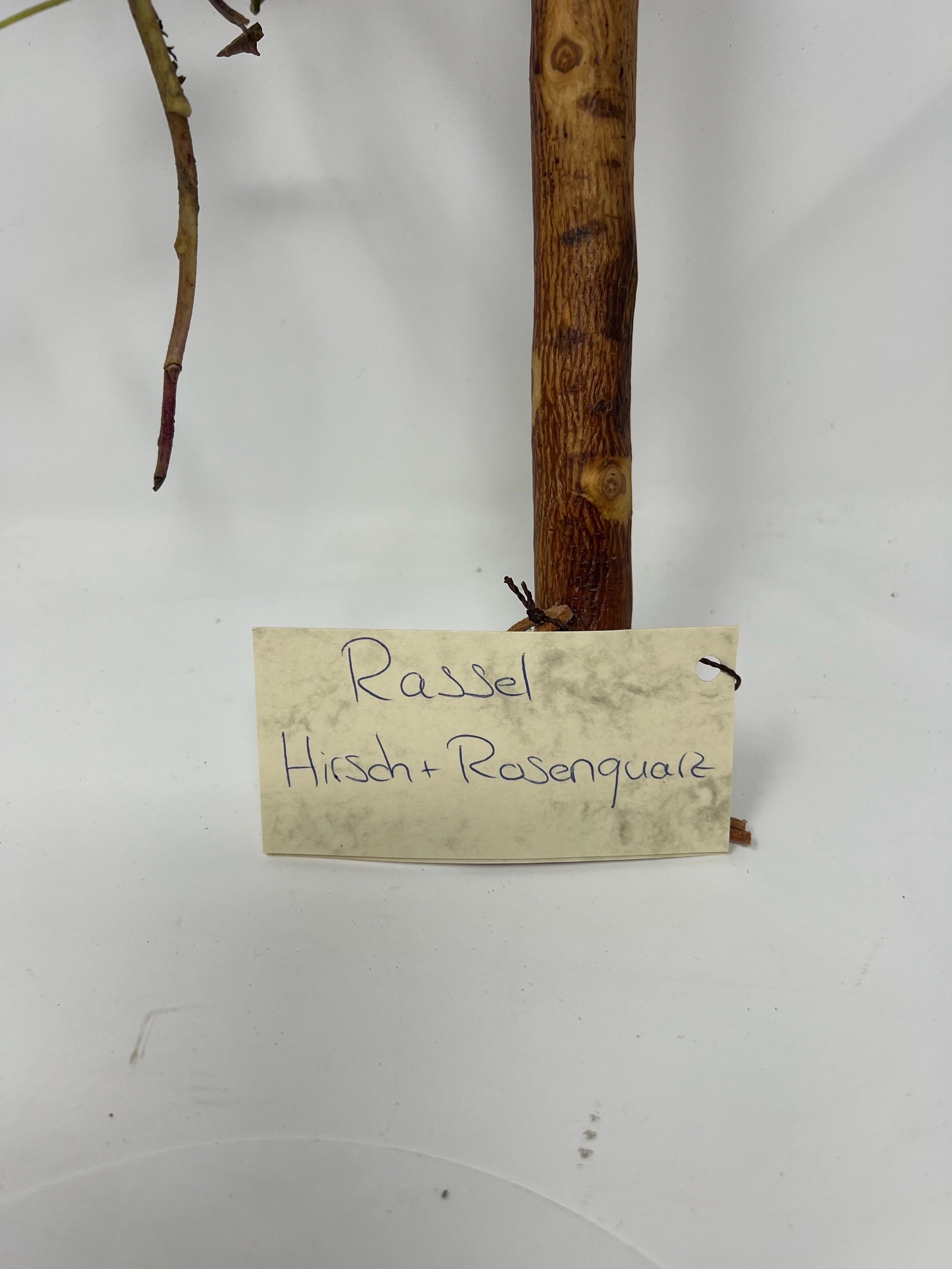 Ritualrassel Rosenquarz – Bild 3