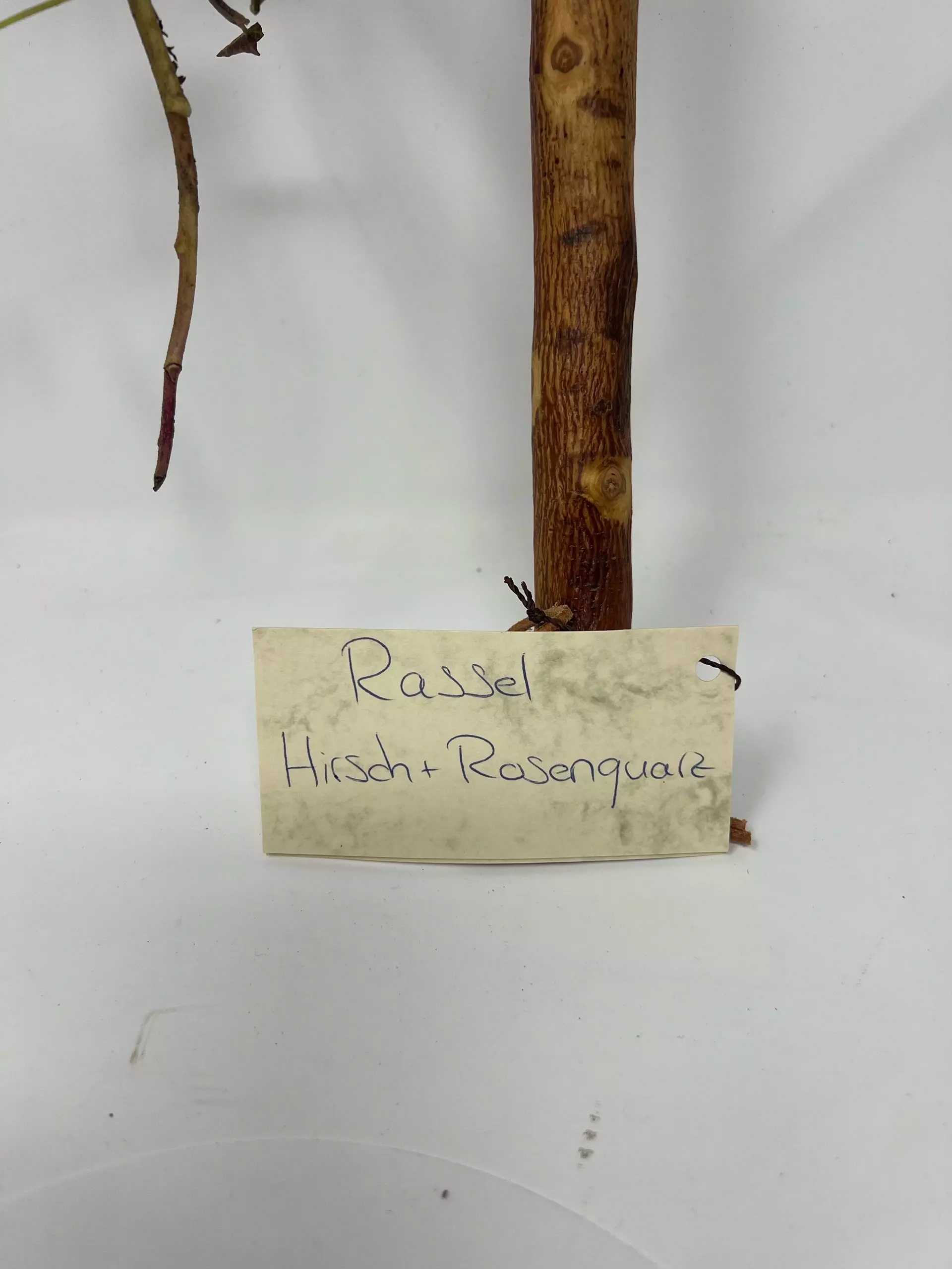Ritualrassel Rosenquarz – Bild 3
